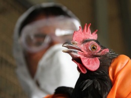 Птичий грипп на Мелитопольщине: есть риски