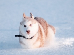 ТОП-5 пород собак, обожающих снег