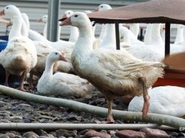 Европа запретила ввозить украинскую птицу из-за вспышки птичьего гриппа на предприятии-поставщике