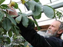 Эдемский сад для души: николаевский энтузиаст уже 15 лет выращивает у себя дома экзотические фрукты