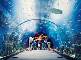 В Киевском зоопарке появится подземный океанариум
