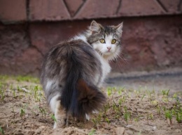 Заботься о своем «бро»: Почему котейки уходят из дома