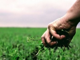 Сельхозпроизводители Украины в погоне за прибылью истощают почву - эксперты