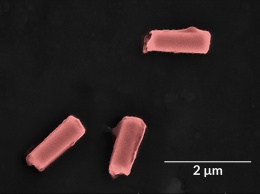 Новые клеточные нанороботы могут очищать бактерии