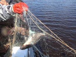 Николаевский рыбоохранный патруль снял браконьерские сети на Ингульце
