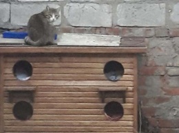 Днепряне смастерили двухэтажное «общежитие» для котов (ФОТО)