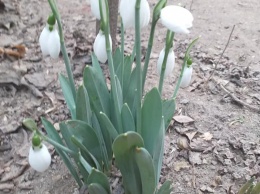 В Херсоне массово цветут подснежники