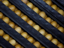 Гонконг усилил санитарные требования к импорту яиц из Украины