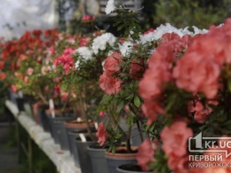 Более 80 сортов азалий цветут в криворожском ботаническом саду