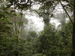 В Амазонии нашли живой женщину с тремя детьми, которые блуждали в лесу 34 дня