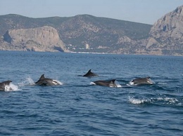 Чтобы спасти дельфинов Черного моря российские ученые изучили тысячи морских млекопитающих