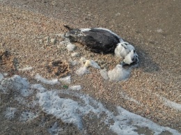 На берегу Намыва в Николаеве нашли мертвых диких уток - их проверят на птичий грипп (ФОТО)