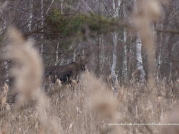 Могучих лосей застукали на прогулке в зарослях Чернобыльского заповедника. Фото