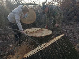 На Николаевщине задержали лесорубов-мотоциклистов - древесину и мотоциклы отобрали