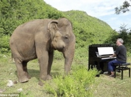 Пианист играет музыку, чтобы успокоить слепых слонов (видео)