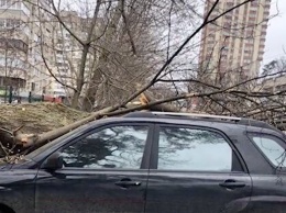 Зимний ураган в Харькове: деревья бросало в трамваи и машины. Фото последствий