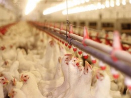 "Союз птицеводов" заявляет о попытке дискредитации крупнейшего производителя курятины в Украине, - СМИ