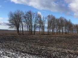 Вредительство «черных» лесорубов: Черниговщина потеряла больше 300 деревьев