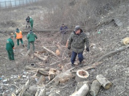 Коммунальщики рассказали, зачем срубили полсотни деревьев на Подоле