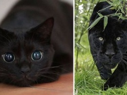 Владельцы черных кошек устроили соревнования в сети, сравнивая их с дикими пантерами