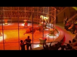 В России львы устроили дикое побоище в цирке во время выступления: жуткое видео