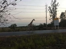 В Таиланде разыскивают одного из двух африканских жирафов, которые сбежали во время перевозки их в зоопарк (ВИДЕО)
