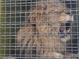 С Васильевского центра реабилитации хищников отправили в ЮАР первого льва