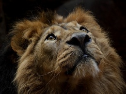 Счастливого пути: льва из Васильевского зоопарка отправляют в Африку