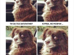 Собака за коммуналку: украинцы ответили "Слуге народа" волной мемов. ФОТО