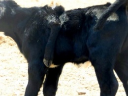 В Австралии живет теленок с пятой ногой на спине (фото)