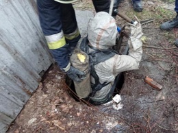 В Днепре спасатели достали шестерых щенков из выгребной ямы