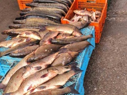 В Запорожье возле детской площадки незаконно торговали свежей рыбой