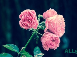 Запах роз влияет на память, - психологи