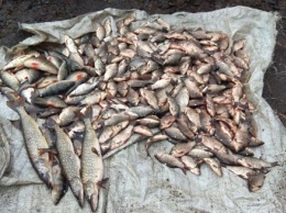 Запорожские рыбинспекторы устроили засаду, чтобы поймать браконьеров