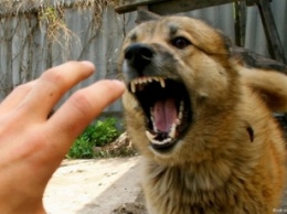 Из-за собаки в селах Запорожской области объявили карантин