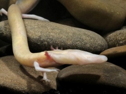 Ученые годами наблюдали за редкими саламандрами: они могут не двигаться несколько лет