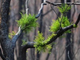 Рада поддержала изменения в Лесной кодекс по проведению национальной инвентаризации лесов