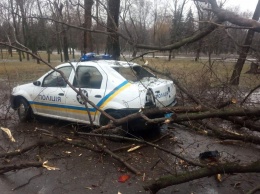 В Кривом Роге на автомобиль полицейских упало дерево (фото)