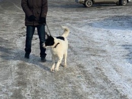 Россияне взяли собаку из приюта и съели ее