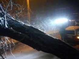 Непогода: в Одессе упали 38 деревьев, а в области обесточены 137 населенных пунктов