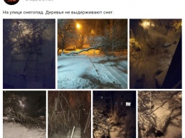 Непогода в Донецке: снег обрушил деревья, движение затруднено