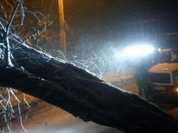 Непогода в Одессе: за ночь повалены 48 деревьев, 40 из которых уже убраны. Дороги расчищены
