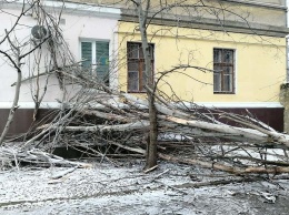 Последствия сильного ветра: в Николаеве деревья падали на дома и торговые помещения, - ФОТО