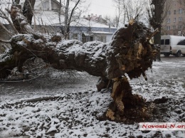 В Николаеве на ул. Никольской упало дерево, полностью перегородив тротуар