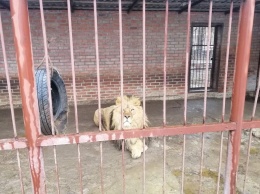 В зоопарке под Харьковом не кормят животных - волонтеры (фото)