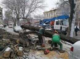 Непогода: дерево смяло две машины и оставило без света жителей Успенской