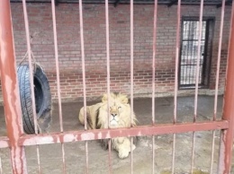 Ягуары, львы и медведи голодают в частном зверинце на Харьковщине