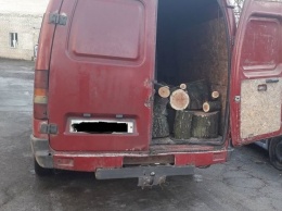 На Николаевщине полиция поймала двух человек на продаже вырубленного леса, - ФОТО
