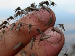 В России могут исчезнуть комары