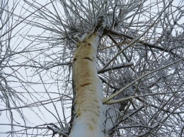 Не то, что вы подумали: почему на Запорожском шоссе деревья в желтом снегу